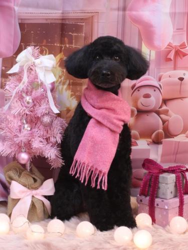 20241213アロちゃん